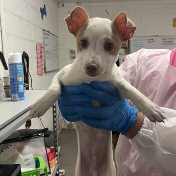 Patch -  Jack Russell Terrier and Mixed Breed Dog for Adoption in Edinburg, Texas - Patch | PetCurious