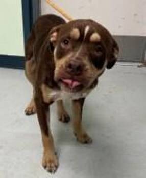 Boomer -  Mixed Breed Dog for Adoption in Savannah, Georgia - Boomer | PetCurious