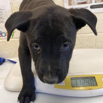 Mixed Breed Dogs Available for Adoption in Memphis, Tennessee - Jobina | PetCurious