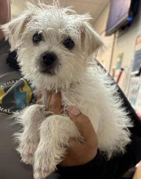 Q-Tip -  Mixed Breed Dog for Adoption in Savannah, Georgia - Q-Tip | PetCurious