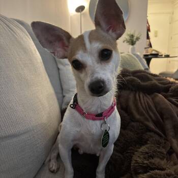 Winnie -  Chihuahua Dog for Adoption - Winnie | PetCurious