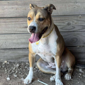 Rescue Black Mouth Cur Dogs for Adoption in Anahuac, Texas - Winnie | PetCurious