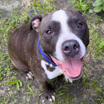 Toggle -  Pit Bull Terrier Dog for Adoption in Naperville, Illinois - Toggle | PetCurious