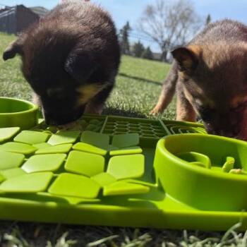 Mixed Breed Dogs Available for Adoption in Buffalo, Minnesota - Samwise | PetCurious