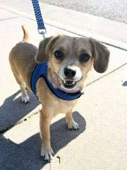 Chihuahua and Beagle Dogs Available for Adoption in Evergreen, Colorado - Tiny | PetCurious