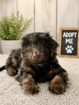Brody -  Maltese and Terrier Dog for Adoption in Coachella, California - Brody | PetCurious
