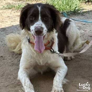 Rescue English Springer Spaniel and Poodle Dogs for Adoption in Washington, District Of Columbia - Patches | PetCurious