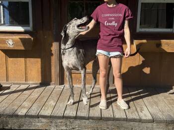 Rescue Great Dane Dogs for Adoption in Covington, Louisiana - Lucy | PetCurious