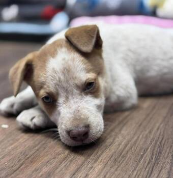 Cattle Dog Dogs Available for Adoption in Warner Robins, Georgia - Mowgli | PetCurious