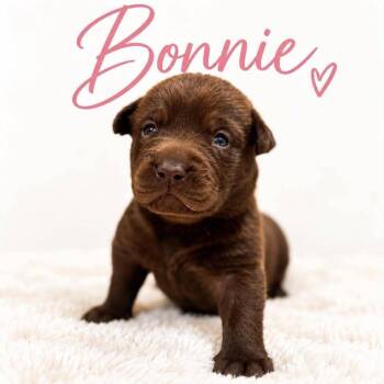 Bonnie -  Chocolate Labrador Retriever and Black Labrador Retriever Dog for Adoption in Grand Bay, Alabama - Bonnie | PetCurious