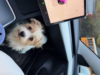 Rescue Cairn Terrier and Yorkshire Terrier Dogs for Adoption in Memphis, Tennessee - Peanut | PetCurious