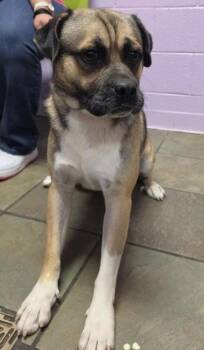 biggie -  Mixed Breed Dog for Adoption in El Paso, Texas - Biggie | PetCurious