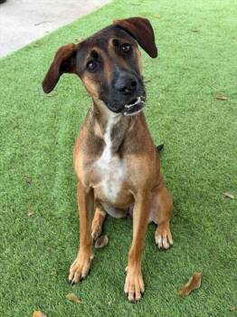 LAURA -  German Shepherd Dog and Mixed Breed Dog for Adoption in Fort Myers, Florida - LAURA | PetCurious