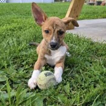 Wren -  Hound and Mixed Breed Dog for Adoption in Ellicott City, Maryland - Wren | PetCurious