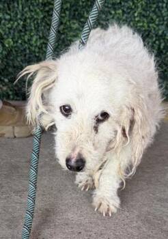 Miniature Poodle and Mixed Breed Dogs Available for Adoption - 60632753 | PetCurious