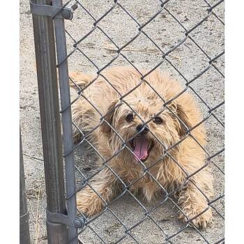 Barbie -  Mixed Breed Dog for Adoption in Tacoma, Washington - Barbie | PetCurious