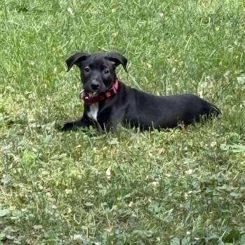 Rescue Mixed Breed Dogs for Adoption in Sinking Spring, Pennsylvania - Bubbles | PetCurious