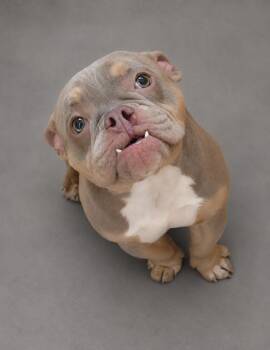 French Bulldog Dogs Available for Adoption in Hardeeville, South Carolina - Toad | PetCurious