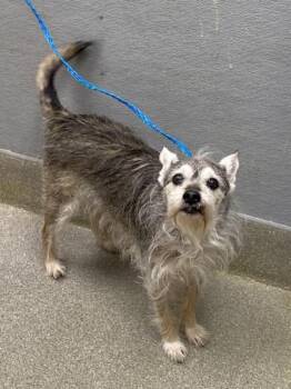 Terrier Dogs Available for Adoption in Las Vegas, Nevada - ZULU | PetCurious