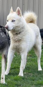 Rescue Husky Dogs for Adoption in Washington Court House, Ohio - Onyx | PetCurious