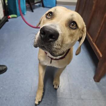Reagan -  Mixed Breed Dog for Adoption in Gainesville, Florida - Reagan | PetCurious