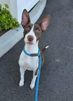 Hazel -  Mixed Breed Dog for Adoption in Honolulu, Hawaii - Hazel | PetCurious