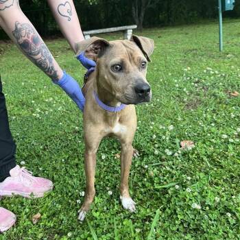 Mixed Breed Dogs Available for Adoption in Clanton, Alabama - Lil Bitty | PetCurious