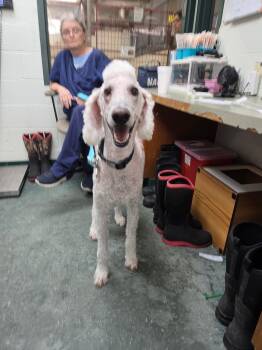 Sampson -  Standard Poodle Dog for Adoption in Chickasha, Oklahoma - Sampson | PetCurious