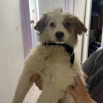 Rescue Pomeranian Dogs for Adoption in Northbrook, Illinois - Hensley | PetCurious