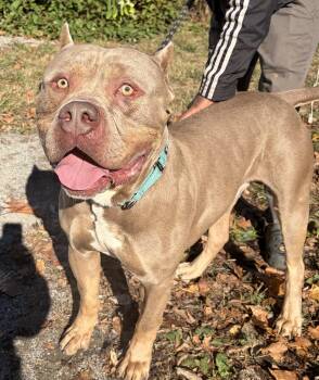 Drax -  American Bully Dog for Adoption in Mckeesport, Pennsylvania - Drax | PetCurious