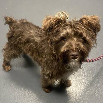 Snickers -  Mixed Breed Dog for Adoption in Allentown, Pennsylvania - Snickers | PetCurious