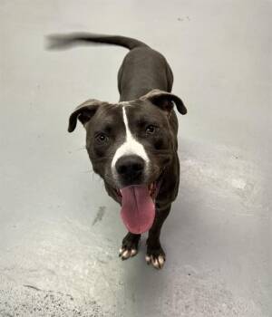 Grasshopper -  Pit Bull Terrier Dog for Adoption in Phoenix, Oregon - Grasshopper | PetCurious