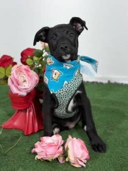 Black Labrador Retriever and Mixed Breed Dogs Available for Adoption in Carlsbad, California - Tom-One Of Our Amazing Rescue Dogs | PetCurious