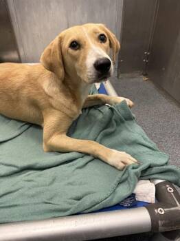 Rescue Mixed Breed Dogs for Adoption in Dallas, Texas - HONEY | PetCurious