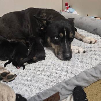 Husky and Pit Bull Terrier Dogs Available for Adoption - Frita | PetCurious