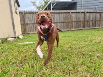 Jasper Jolly -  Chocolate Labrador Retriever and Pit Bull Terrier Dog for Adoption in Friendswood, Texas - Jasper Jolly | PetCurious