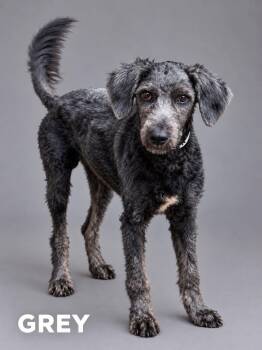 Gray -  Labradoodle Dog for Adoption in Lucas, Texas - Gray | PetCurious