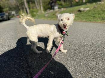 Mixed Breed Dogs Available for Adoption in Wayne, New Jersey - PEEP Squeak | PetCurious