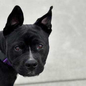 Mixed Breed Dogs Available for Adoption - Oso | PetCurious