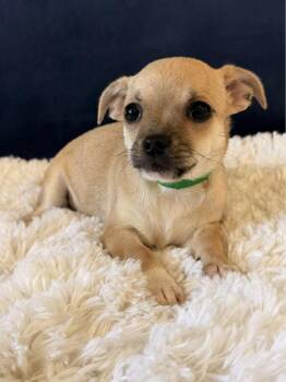 Amelia -  Pug and Chihuahua Dog for Adoption in New York, New York - Amelia | PetCurious