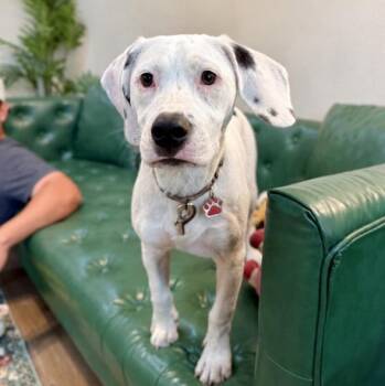 Stella Strudel Sweeter Than Pie -  Basset Hound and Pit Bull Terrier Dog for Adoption in Friendswood, Texas - Stella Strudel Sweeter Than Pie | PetCurious