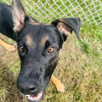 Prescott -  German Shepherd Dog Dog for Adoption in Rock Falls, Illinois - Prescott | PetCurious