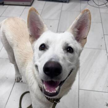 Velvet -  German Shepherd Dog Dog for Adoption in Lufkin, Texas - Velvet | PetCurious