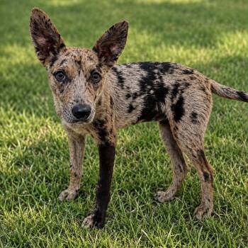 Cleo -  Catahoula Leopard Dog Dog for Adoption in Silver Spring, Maryland - Cleo | PetCurious