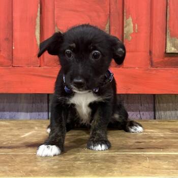 Dachshund and Mixed Breed Dogs Available for Adoption in Midland, Texas - FWT Sesame | PetCurious