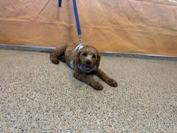 CRISPY -  Poodle and Golden Retriever Dog for Adoption in Doral, Florida - CRISPY | PetCurious
