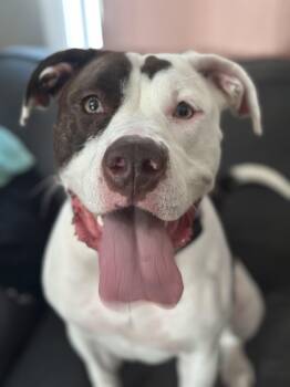 Koko -  Pit Bull Terrier Dog for Adoption in Crystal Lake, Illinois - Koko | PetCurious