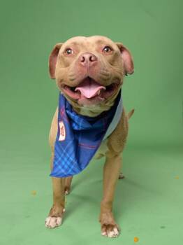 Gronk -  American Staffordshire Terrier and Mixed Breed Dog for Adoption in Atlanta, Georgia - Gronk | PetCurious
