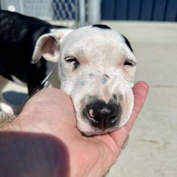 Seis -  Pit Bull Terrier Dog for Adoption in Matteson, Illinois - Seis | PetCurious