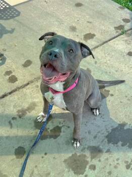 STARLORD -  Pit Bull Terrier Dog for Adoption in St. Peters, Missouri - STARLORD | PetCurious